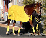 「【根岸Ｓ】バトルクライは３頭併せで併入　高木調教師「だいぶ気が入ってきた」オープン勝ちある舞台で期待」の画像1