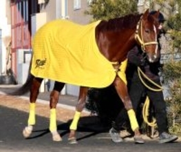 【根岸Ｓ】バトルクライは３頭併せで併入　高木調教師「だいぶ気が入ってきた」オープン勝ちある舞台で期待