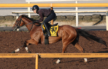 【府中牝馬Ｓ】軽めでも連覇へ一戦ごとに上昇中のセキトバイースト　陣営「コンスタントに使った方が動きは良くなる」