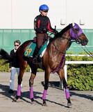 「【札幌新馬・角田の特注馬】名前負けしない大物感！アイアムツヨスギルが好気配　池添謙一騎手「すごくいいものを持っている」」の画像1