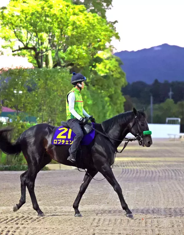 【菊花賞・土曜気配】いざ３冠へ！　ロブチェンは力強くキャンター　陣営「２冠馬として恥ずかしくないレースを」