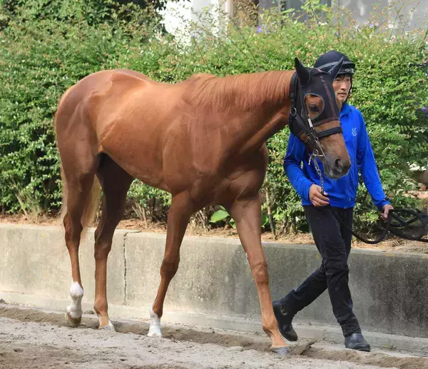 【注目馬動向】フォーエバーヤングを半兄に持つ血統馬ダーリングハーストは忘れな草賞へ