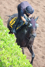 【北九州記念】ハンデ５１キロ！格上挑戦のアメリカンビキニは長欠明けでも怖い　斉藤崇調教師「やれてもいいと思います」