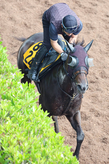 【北九州記念】ハンデ５１キロ！格上挑戦のアメリカンビキニは長欠明けでも怖い　斉藤崇調教師「やれてもいいと思います」