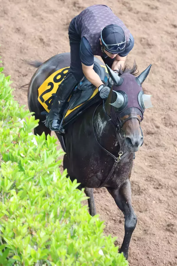 【北九州記念】ハンデ５１キロ！格上挑戦のアメリカンビキニは長欠明けでも怖い　斉藤崇調教師「やれてもいいと思います」