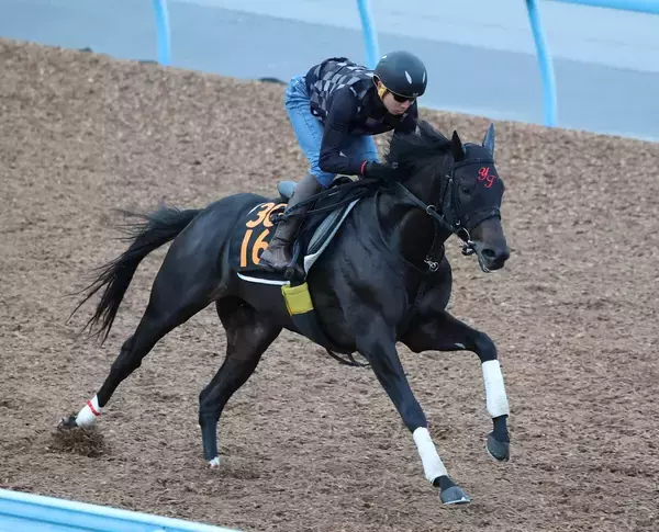 土曜東京競馬場の注目激走馬…東京１１Ｒサウジアラビアロイヤルカップ・Ｇ３
