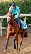 【根岸Ｓ】９歳馬ケイアイドリーが１年５か月ぶりに戦列復帰　前川調教師「動きを見るとオープン馬だな、と思います」