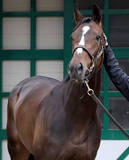 「イクイノックスの半妹ガルサブランカが引退　今後は繁殖入りの予定」の画像1