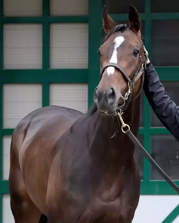 イクイノックスの半妹ガルサブランカが引退　今後は繁殖入りの予定