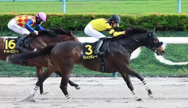 【オアシスＳ】得意の左回りでドンインザムードが一騎打ち制す　荻野極騎手「すごく充実している」