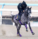 「【天皇賞・春】アドマイヤテラはＤＰ追いで態勢万全　友道調教師「アドマイヤの勝負服で武豊ジョッキーが乗って勝ちたい」」の画像1