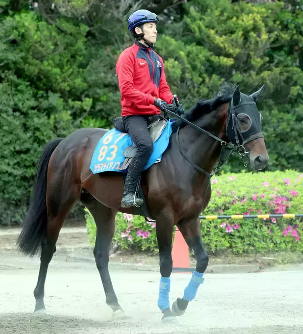 【エプソムＣ】カラマティアノスは東京替わりを歓迎　奥村武調教師「東京の１８００メートルなら何の心配もないです」