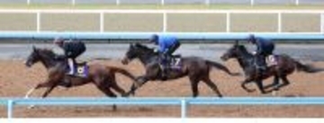 【皐月賞】上原佑紀厩舎が豪華３頭併せ　フォルテアンジェロとライヒスアドラーは併入