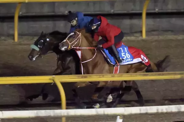 【サウジＣ　国内最終追い】サンライズジパングはシンエンペラーと豪華併せ馬　前川調教師「いい感じだった」