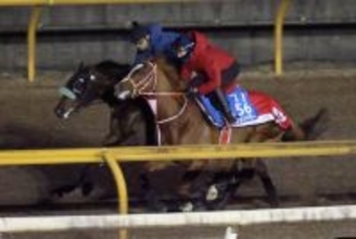 【サウジＣ　国内最終追い】サンライズジパングはシンエンペラーと豪華併せ馬　前川調教師「いい感じだった」