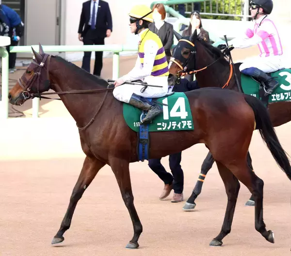 【中山牝馬Ｓ】２番人気ニシノティアモは５連勝ならず　５着でも津村明秀騎手は「全く悲観する内容ではなかった」と手応え