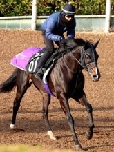 【注目馬動向】５・９億円馬エムズビギンは川田将雅騎手とのコンビ継続で京都新聞杯へ　友道調教師「距離は問題ない」