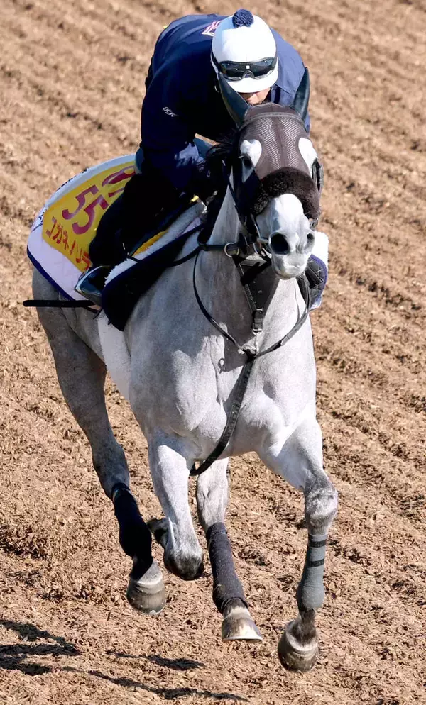 【府中牝馬Ｓ】菊沢父子での重賞連勝へ雰囲気は最高　坂路で弾んだコガネノソラはゴルシ譲りの気の強さが長所