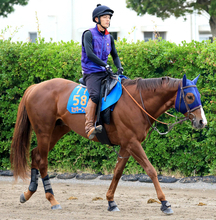【日本テレビ盃・枠順確定】帝王賞連覇のミッキーファイトは７枠７番　重賞４勝のベアバッキューンは６枠６番　