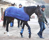 「【根岸Ｓ】“偉大な先輩”の背中を追いかけるウェイワードアクト　レモンポップと重なる飛躍への道」の画像1