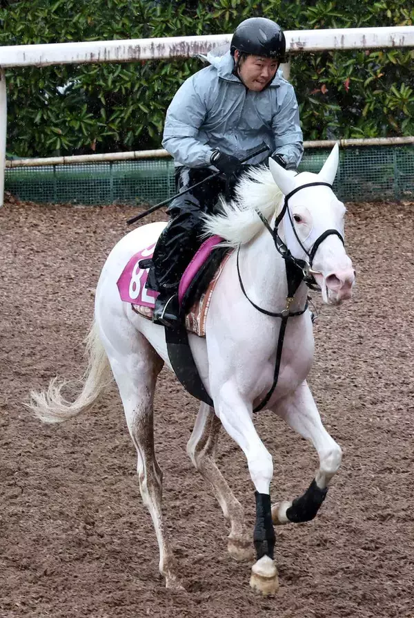 【報知杯ＦＲ】ソダシよりママコチャ　白毛のマルガが１４００メートルで覚醒へ　陣営「ここで結果が出るようなら」