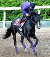 【ヴィクトリアＭ・金曜気配】４枠８番からＧ１・２勝目を目指すカムニャック　友道調教師も「グッと良くなっている」と納得