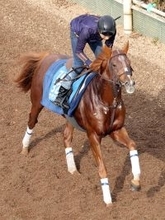 【注目馬動向】海外重賞２勝の“国際派”ビザンチンドリームがアミールＴの招待を受諾　昨年はサウジで勝利