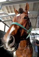 【１３５１ターフスプリント】ラスト１１秒１！　パンジャタワーを松山絶賛「素晴らしかった」　現地はモレイラ騎手騎乗