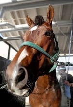 【１３５１ターフスプリント】ラスト１１秒１！　パンジャタワーを松山絶賛「素晴らしかった」　現地はモレイラ騎手騎乗