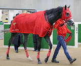 「【サウジダービー】ケイアイアギトは抜群の伸びで追走先着　加藤征調教師「あまりに動きがいい」」の画像1