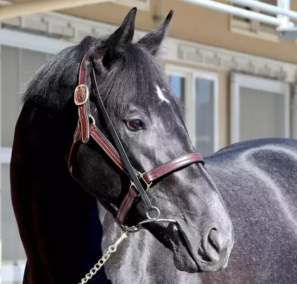 【きさらぎ賞】ゾロアストロが重賞３度目挑戦で初勝利　ハマーハンセン騎手「クラシックを見据えて...」