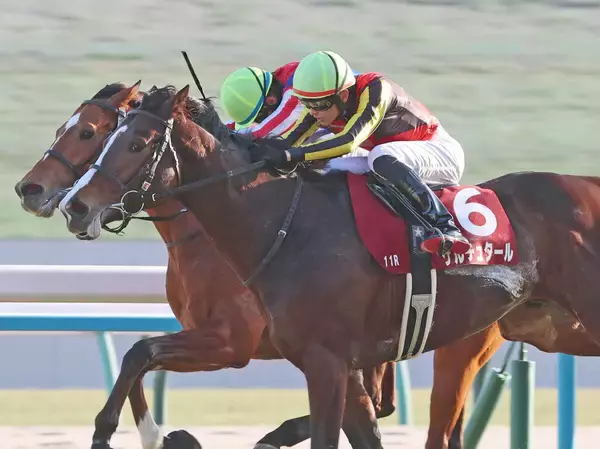 【注目馬動向】日経新春杯勝ち馬ゲルチュタールの天皇賞・春参戦は白紙へ　左前脚の蹄の痛みで調整が遅れたため