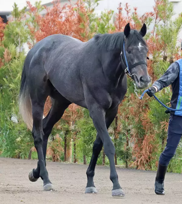 【皐月賞】唯一の重賞２勝馬リアライズシリウスは７枠１５番　陣営「内過ぎるよりは他馬の出方を見て進められる」