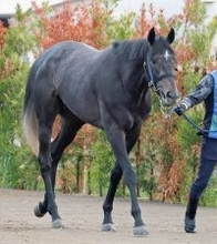 【皐月賞】唯一の重賞２勝馬リアライズシリウスは７枠１５番　陣営「内過ぎるよりは他馬の出方を見て進められる」