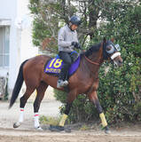 「【皐月賞・金曜調整】馬体張りよし！ベンバトル産駒ラージアンサンブルに大駆けの気配　武井調教師「期待以上に充実している」」の画像1