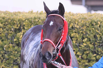 【エルムＳ】重賞で２勝２着１回！今年の「北海道男」北村友一騎手とのコンビ　レヴォントゥレットがひと押し利かせる