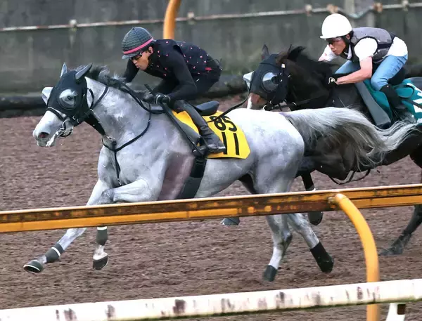 【京都大賞典】芦毛のアクアヴァーナルが秋初戦で初タイトルへ　四位調教師「いいスタートを切ってほしい」