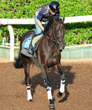 「【札幌日経賞・松ケ下の特注馬】良血ミラージュナイトの成長力に期待　高い洋芝適性も心強い」の画像1