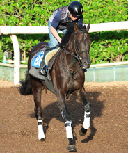 【札幌日経賞・松ケ下の特注馬】良血ミラージュナイトの成長力に期待　高い洋芝適性も心強い
