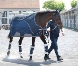 【注目馬動向】阪神大賞典で復帰目指していたブローザホーンが引退へ協議　繋靱帯炎を再発　