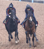 「【注目馬動向】チャーチルダウンズＣで１番人気１２着のサンダーストラック　ＮＨＫマイルＣを視野」の画像1