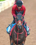 「【読売マイラーズＣ】ドラゴンブーストはＢコースを一周し最終調整　藤野調教師「あとは展開と能力がどれくらい通用するか」」の画像1