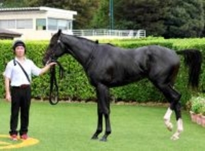 【ケンタッキーダービー】ワンダーディーンが現地で追い切り消化　陣営「これなら当日にベストのパフォーマンスが発揮できる」