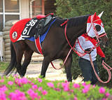「【青葉賞】ＧＬＡＹのＴＥＲＵが名付け親　テルヒコウは１４着　３度目の重賞挑戦も坂井瑠星騎手「今日のメンバーでは…」」の画像1