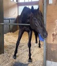 推定２センチ差の激戦から一夜明け　天皇賞・春Ｖのクロワデュノールは馬房で元気な姿　間宮助手「いつもぐらいの疲れかな」