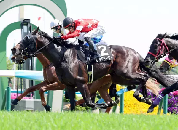【京都９Ｒ・あずさ賞】コントレイル産駒レッドラージャがＶ　坂井瑠星騎手「緩さが残る中で勝ち切れて、能力の高さを感じた」