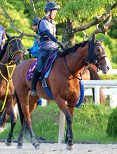【注目馬動向】ママコチャは武豊騎手とのコンビでセントウルＳから復帰　その後は３年ぶりＶ狙うスプリンターズＳへ