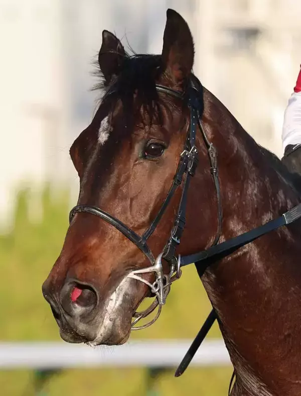 【羽田盃】１番人気ロックターミガンは直線で競り負け２着　西村淳也騎手「ちょっと厳しい競馬に…」ダート転向後初の敗戦