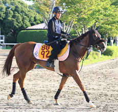 【朱鷺Ｓ・金曜気配】充実のシーズンを送るセフィロは今後へ大事な一戦　菊沢調教師「秋へ向けて賞金を加算したい」