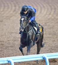 【神戸新聞杯】ゴーラッキーは単走で「心身のバランスを整える程度」　黒岩調教師「一回一回結果をもとめていきたい馬」